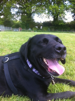 A black labrador sat on the grass